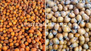 Perbedaan Pinang Betara dan Pinang Wangi