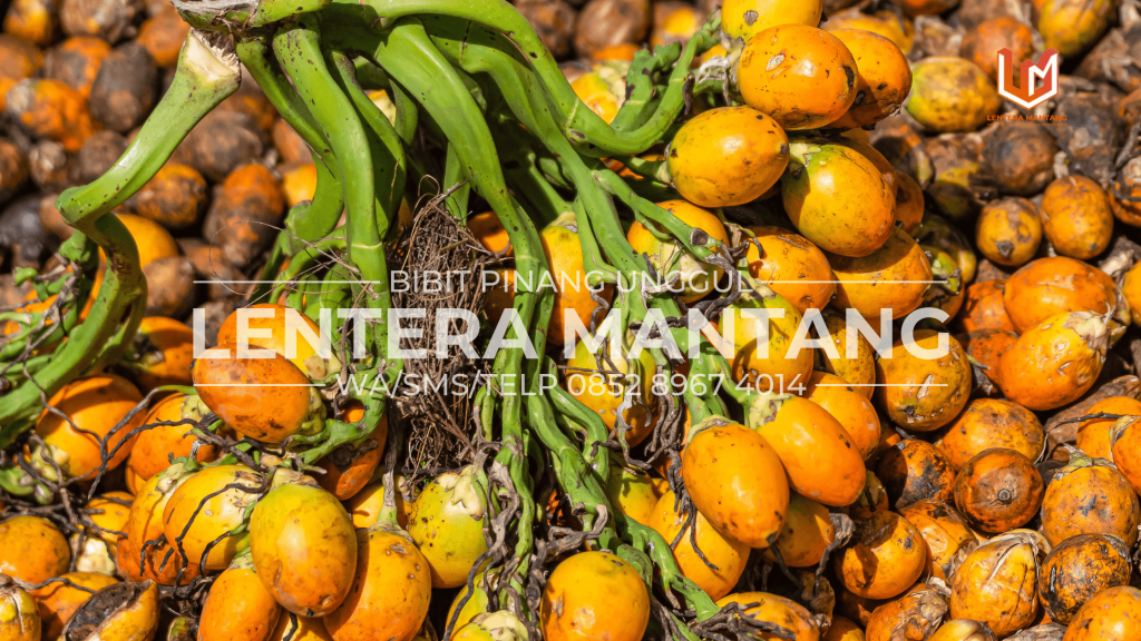 Harga Buah Pinang Terbaru 2026