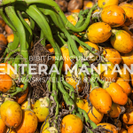 Harga Buah Pinang Terbaru 2026