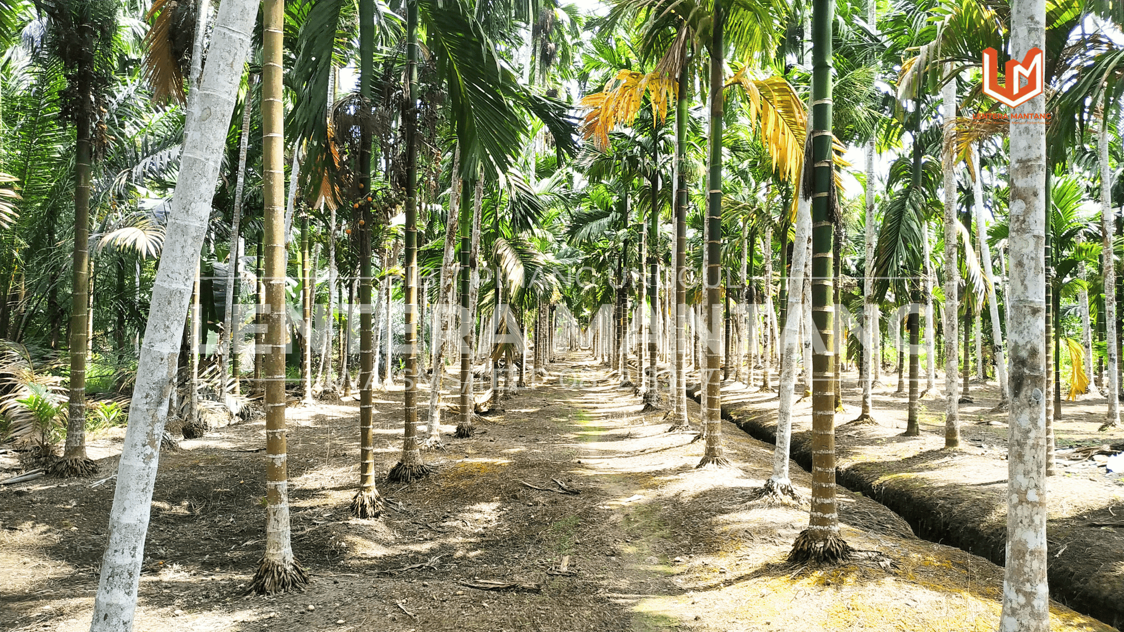 Harga Buah Pinang Terbaru 2026